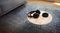SHC5200/10 - Rechargeable FM Wireless Headphones, Black