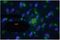 TETRA - Tetra 4-in-1 Multi-Effect Light, Moonflower / Ripple Projector, Laser & UV Strobe