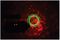 TETRA - Tetra 4-in-1 Multi-Effect Light, Moonflower / Ripple Projector, Laser & UV Strobe