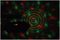 TETRA - Tetra 4-in-1 Multi-Effect Light, Moonflower / Ripple Projector, Laser & UV Strobe