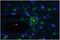 TETRA - Tetra 4-in-1 Multi-Effect Light, Moonflower / Ripple Projector, Laser & UV Strobe