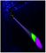 PANTHER70 - 70W LED Moving Head Light with Effects
