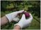 98226 - Vibrant Disposable Latex Gloves - Small, 100 Pack