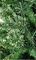 TR700DEN - Denver Spruce Christmas Tree, 2.1m