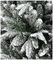TR300PFL - Flocked Lapland Potted Christmas Tree, 90cm