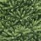 NT800DUN - 2.4m Dunhill Fir Christmas Tree