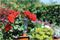 2710 - Aquasolo Garden Watering Cones with Plastic Screw Adaptor - Small
