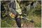 DCM561PBS-XJ - 33cm 18V Li-Ion Cordless Brushless Split Shaft Line Trimmer - Bare Unit