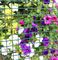 WNETTP1 - Plastic Garden Mesh Netting, 1m x 5m
