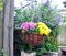 HB12G - 12" Hanging Basket