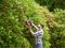 BEHTS501-GB - 60cm 25mm Gap 600W Electric Hedge Trimmer 230V