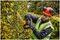 DCMHT563P1-GB - 55cm 25mm Gap 18V XR 1x 5Ah Li-Ion Cordless Hedge Trimmer Kit