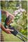 BCMW3318N-XJ - 33cm Twin 18V / 36V Li-Ion Cordless Lawn Mower - Bare Unit