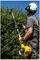 STR-41IN1A - 4 in 1 Petrol Hedge Trimmer, Pole Saw, Brush Cutter & Line Strimmer Garden Multi-Tool Set