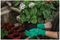 70105106 - Ultimate All-Round Gardening Gloves, Green - Medium