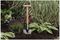 70100546 - Stainless Steel Garden Perennial Spade