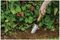 70100092 - Stainless Steel Hand Transplanting Trowel