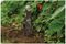 70100980 - Carbon Steel Hand Bulb Planter
