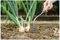 70100107 - Stainless Steel Hand Onion Garden Hoe