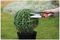 70100499 - Large Topiary Shears