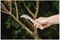 70100437 - Stainless Steel Pruning Knife
