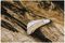 70100437 - Stainless Steel Pruning Knife