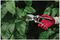 70100463 - Professional Anvil Secateurs