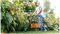EASYGRASSCUT 23 (CLASSIC GREEN) - 23cm 280W Electric Grass Trimmer, Classic Green 230V