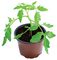 W0100 - 9cm Professional Growing Plant Pots, 10 Pack