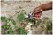 70100885 - SureCut All Purpose Lite Bypass Secateurs