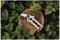 70100887 - Traditional Hard Wood Anvil Secateurs