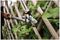 70100402 - SureCut All Purpose Bypass Loppers