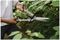 70100427 - SureCut Hedge Shears
