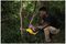 DCMPS520N-XJ - 8" (20cm) 18V XR Li-Ion Cordless Pruning Chainsaw - Bare Unit