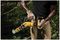 DCMPS520N-XJ - 8" (20cm) 18V XR Li-Ion Cordless Pruning Chainsaw - Bare Unit