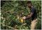 DCMPS520N-XJ - 8" (20cm) 18V XR Li-Ion Cordless Pruning Chainsaw - Bare Unit