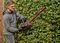 GE-CH 36/61 LI-SOLO - Power X-Change 61cm 26mm Gap 36V Li-Ion Cordless Hedge Trimmer - Bare Unit