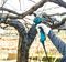 DUP180RT - 18V LXT 1x 5Ah Li-Ion Cordless Pruning Shear Kit