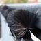 GH619 - 115mm x 4m Leaf & Moss Guard Gutter Brush