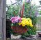 HB14G - 14" Hanging Flower Basket