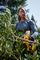 DCMPP568P1-GB - 18V XR 1x 5Ah Li-Ion Cordless 38mm Garden Power Pruner Kit