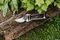70100380 - Traditional All Purpose v Garden Secateurs