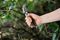 70100385 - Traditional Hard Wood Anvil Garden Secateurs