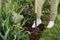 70100218 - Carbon Steel Garden Border Fork