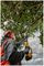 DCMPS567N-XJ - 20cm 18V XR Li-Ion Cordless Brushless Pole Saw - Bare Unit