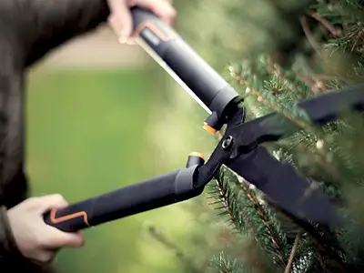 Cutting and Pruning