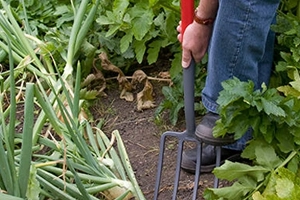 Garden Forks