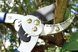 Cutting & Pruning